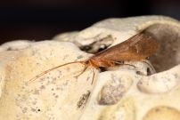 Un Trichoptre. Un mle (Trichoptre - Limnephilidae - Stenophylax permistus)
